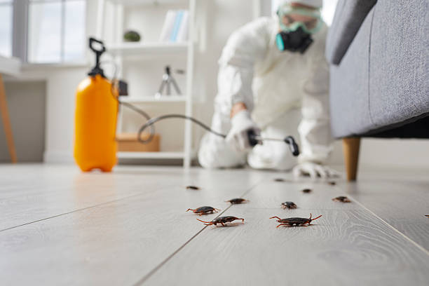 Post-Treatment Bed Bug Interceptor Monitoring in Rapid Valley